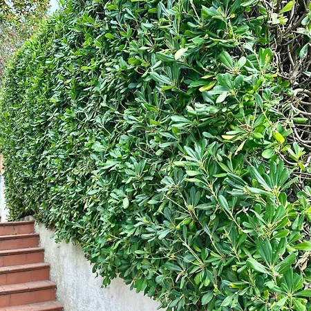 N107 - Numana, Con Giardino